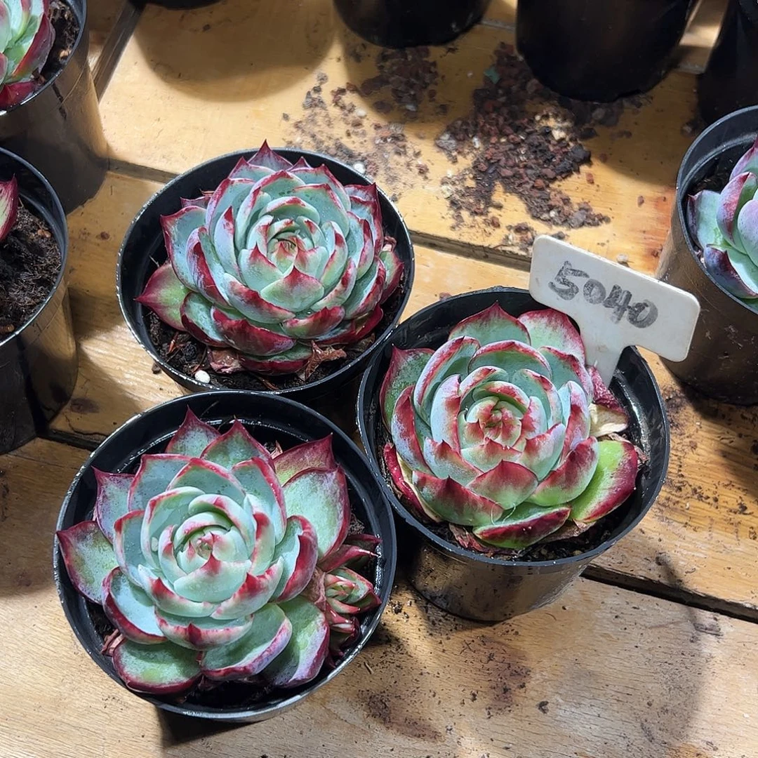 小惊鸿仙子8公分左右三颗5040号