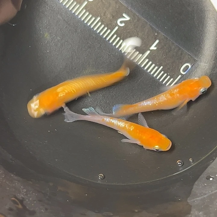 青鳉鱼红赤壁一组159