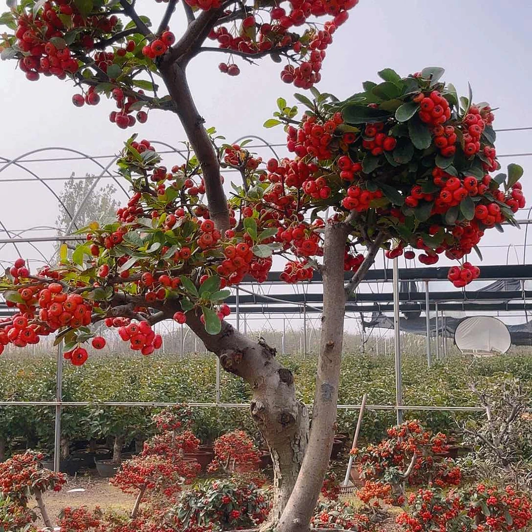 用***5无花朵火棘吉祥果