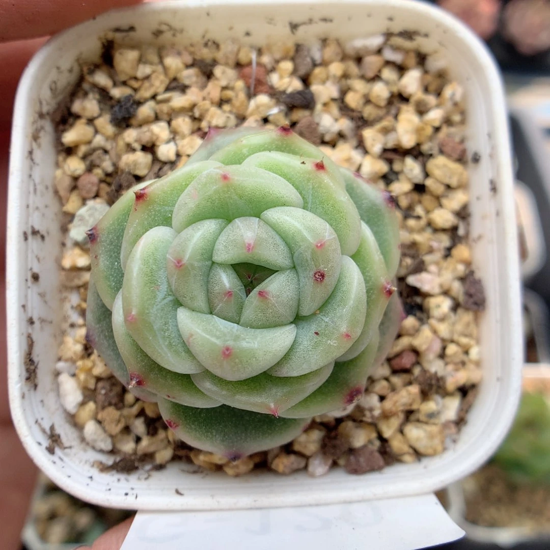 G120 ，柿子多肉20包邮两天凑单