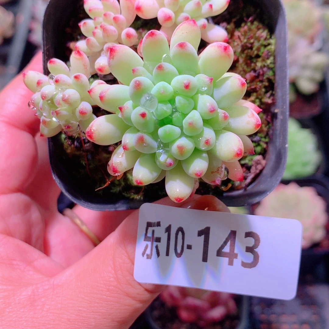 乐然10-143 烟花群