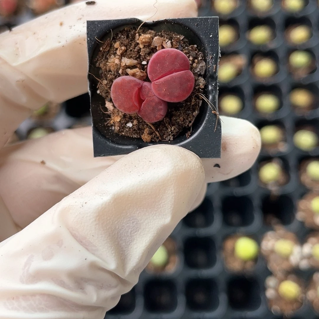 5856大棚清仓甩卖了