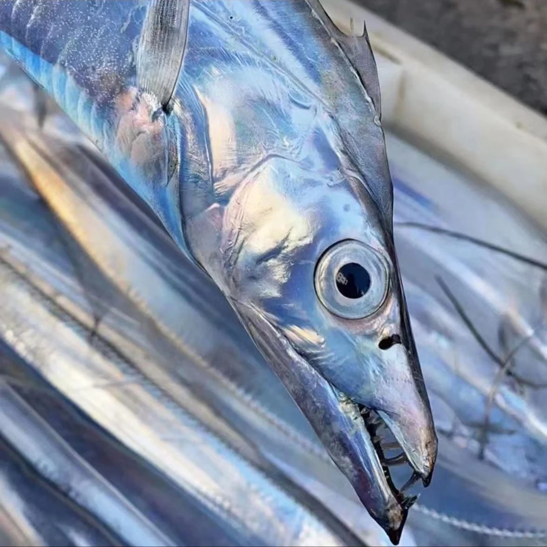 东海热气钓带鱼海鲜~到手4斤以上~冰鲜发货~顺丰包邮~介意破肚忽拍带鱼同城送