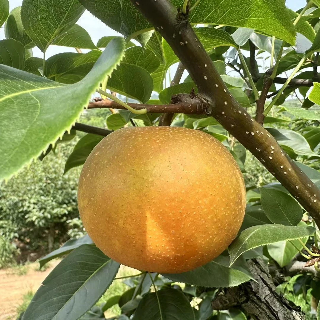 重庆永川黄瓜山梨生态梨脆甜可口现摘现发偏远地区不发货