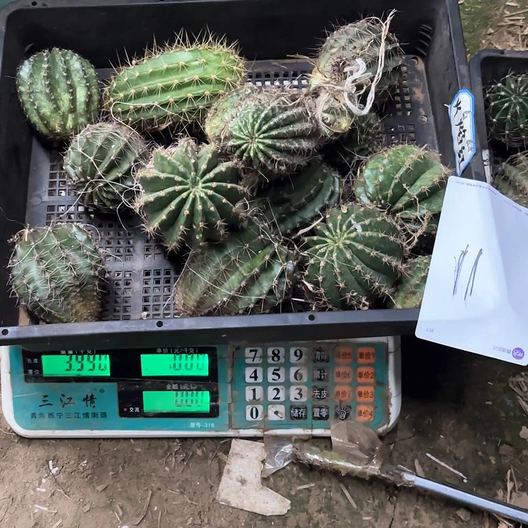 楚*?11 侧牙混品仙人球瑕痴无售后