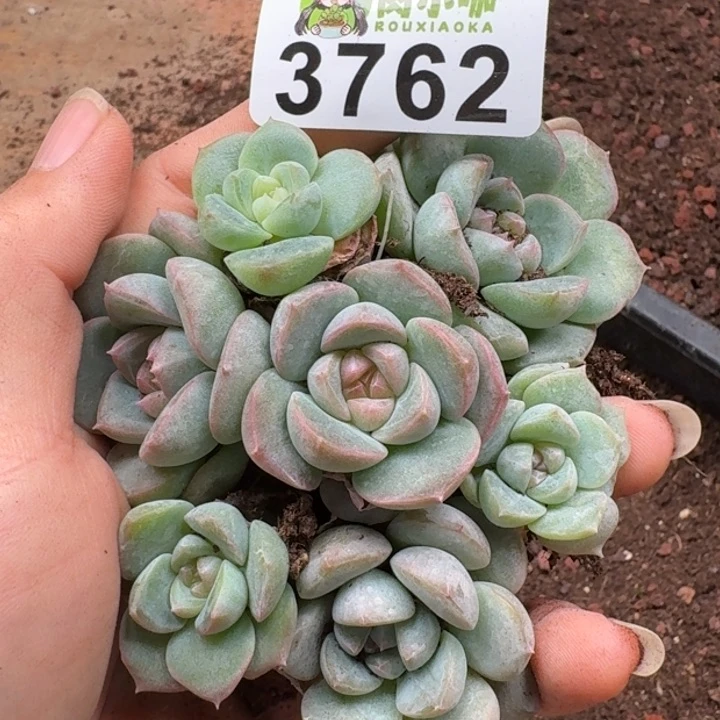 无花朵多肉植物多肉植物