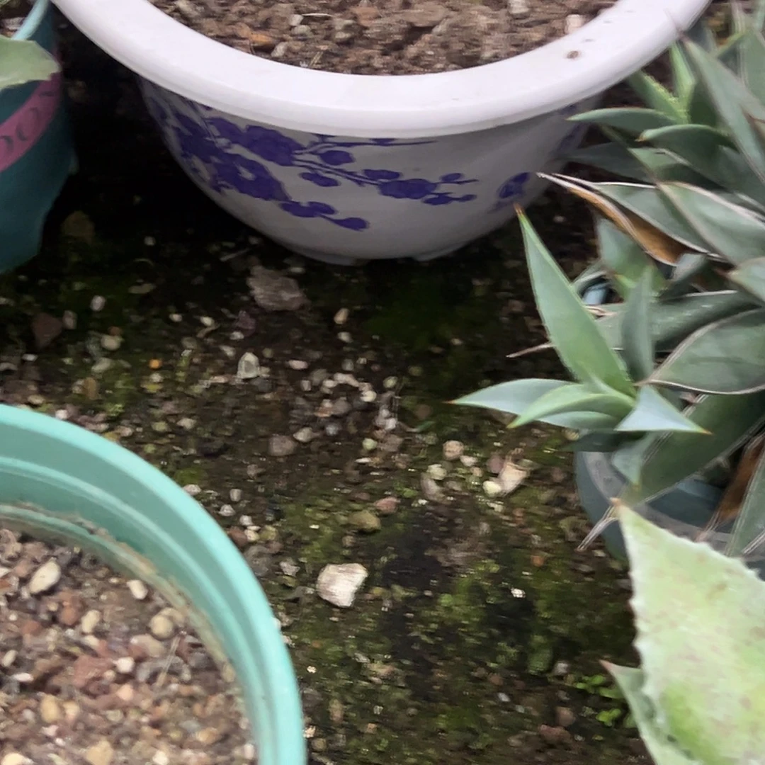 c***6西瓜纹锦玉舌锦植物