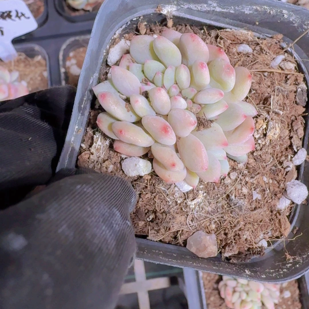 爱丽儿缀化多肉植物