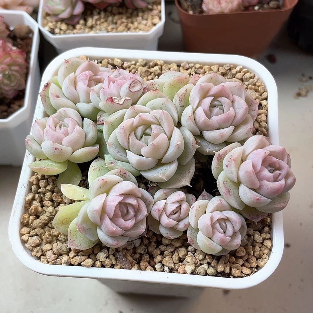 优选女王福利754