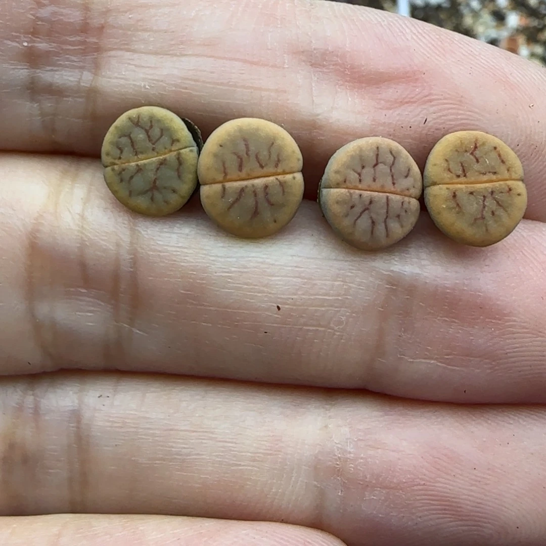 379线绚烂苗清框福利30包邮