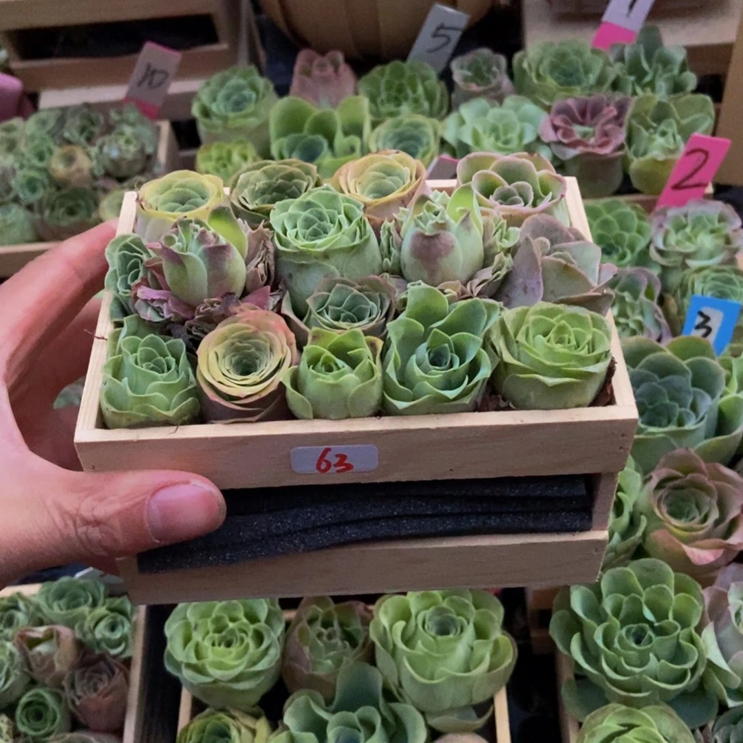 用***8山地玫瑰多肉植物花卉63