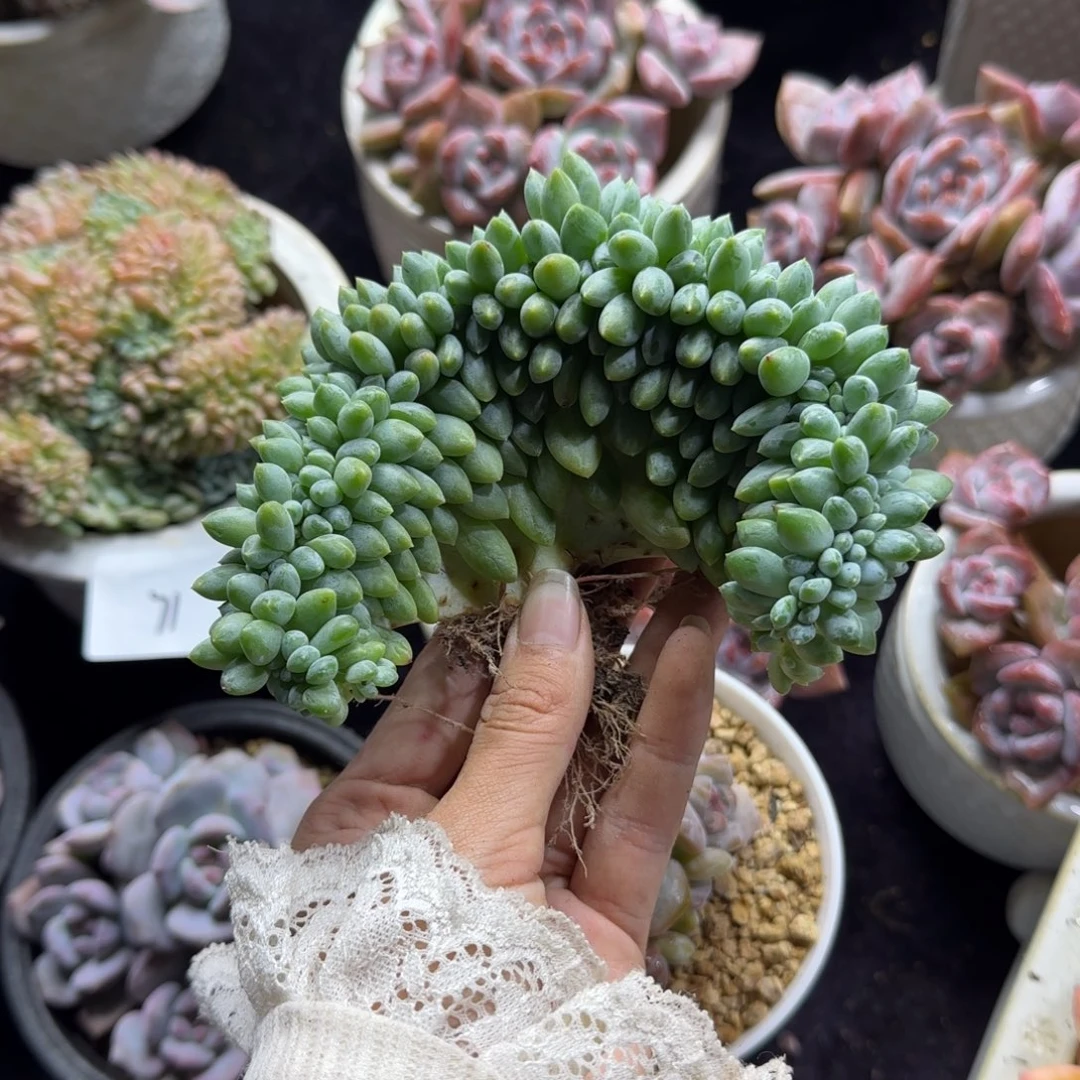 奶糖缀化一物一拍