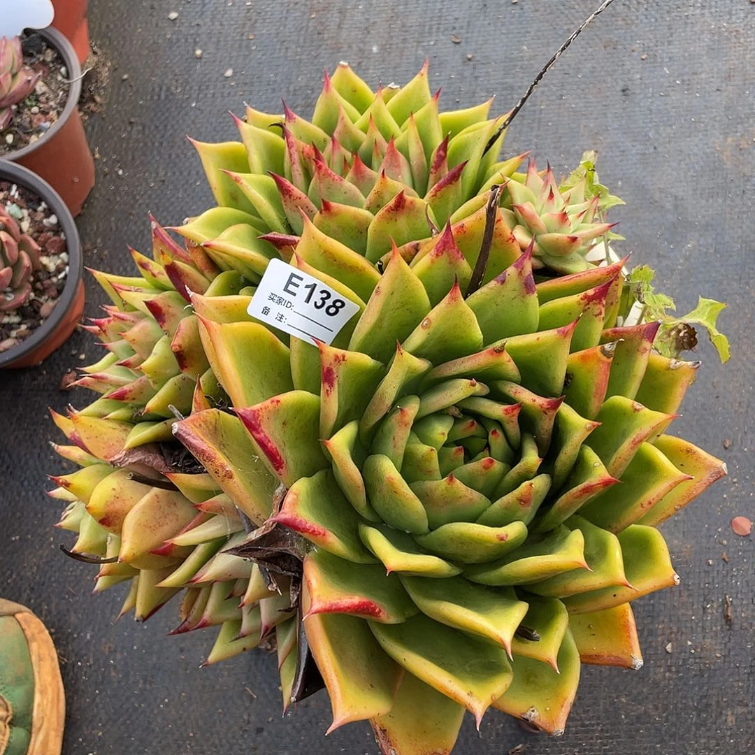 若如东云多肉E138