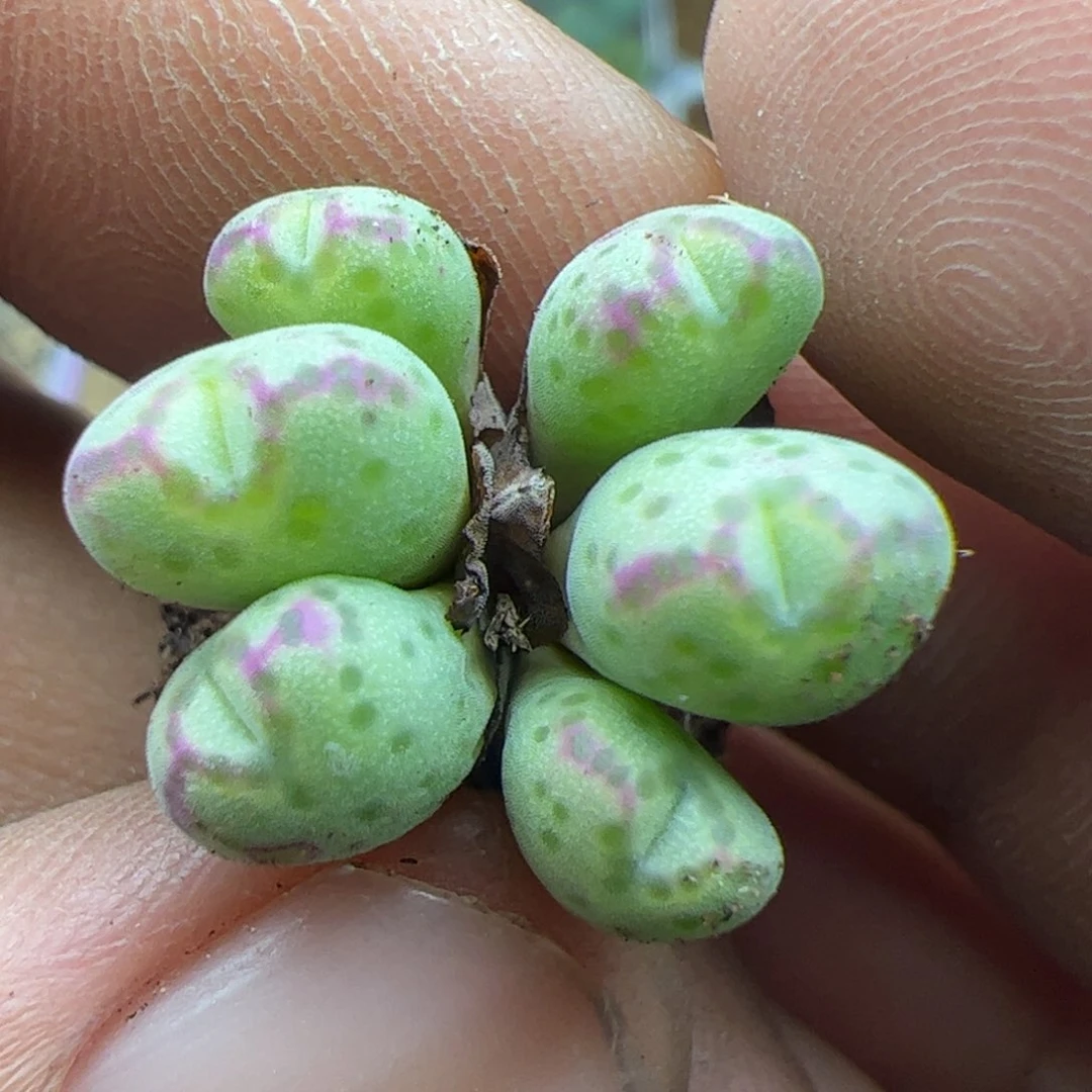 各位过年好22152