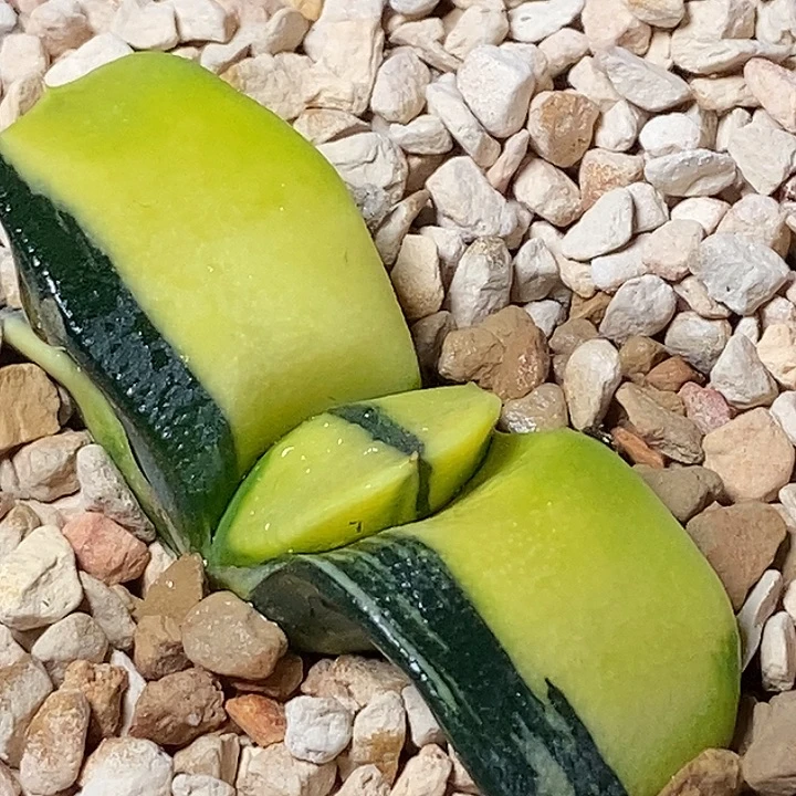 不带盆脱土裸根发货