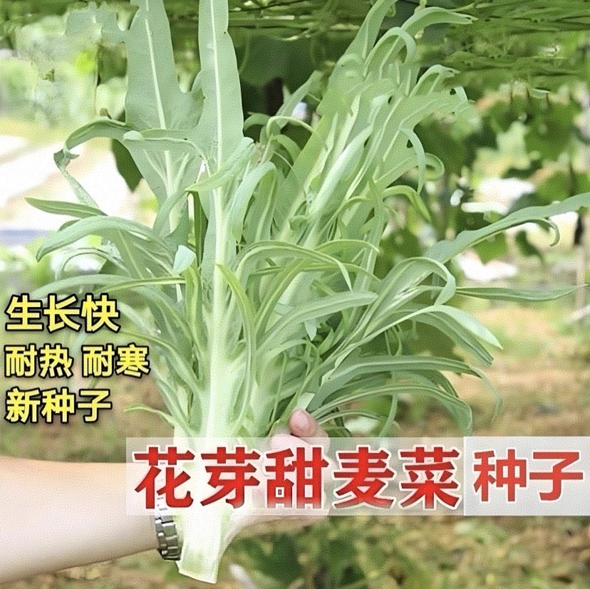 【花芽甜麦菜种子】甜脆花芽甜麦菜种子种植简单脆嫩好吃
