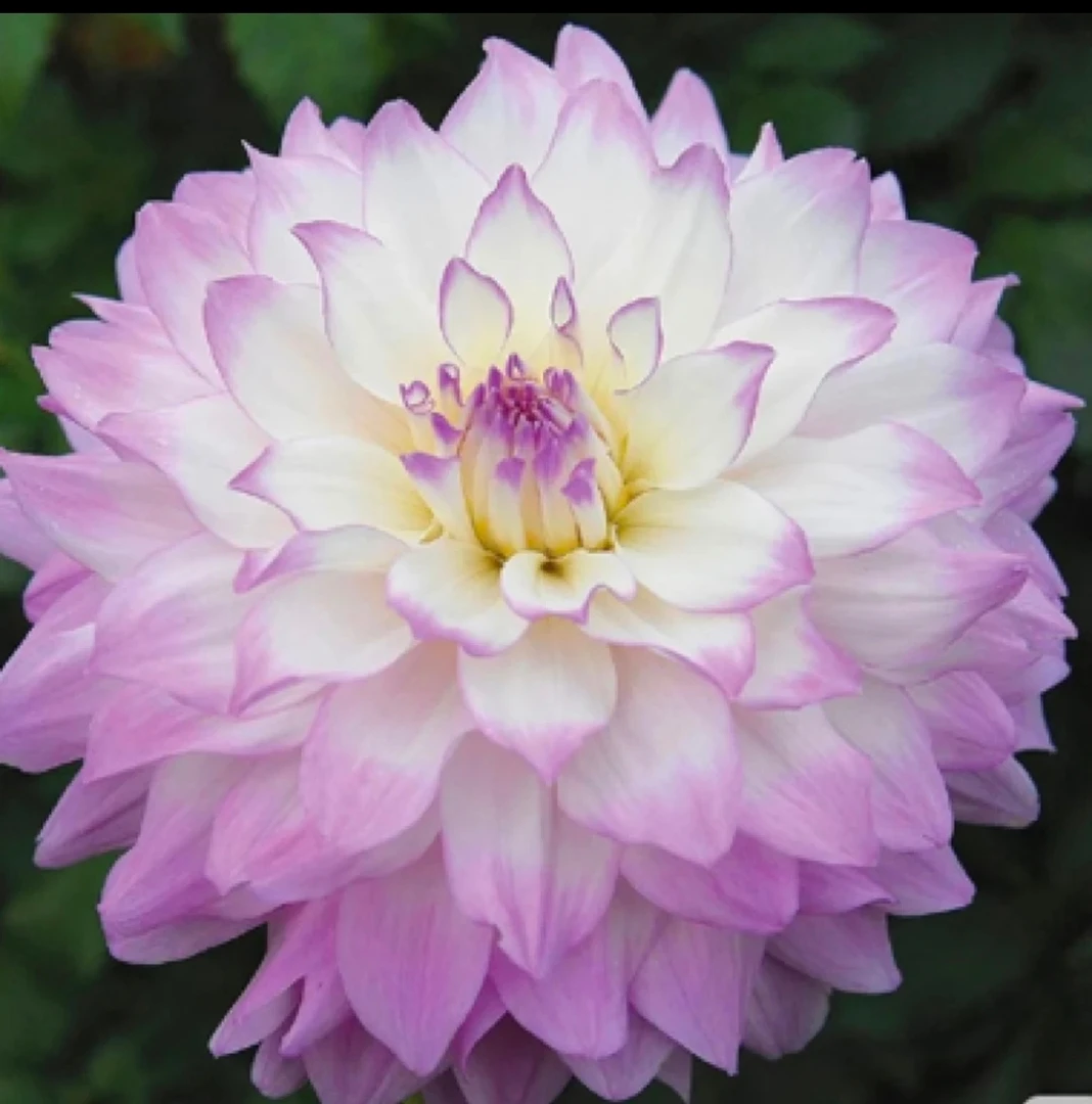 爆款【米兰达】大丽花进口重瓣多年生盆栽地栽送肥料