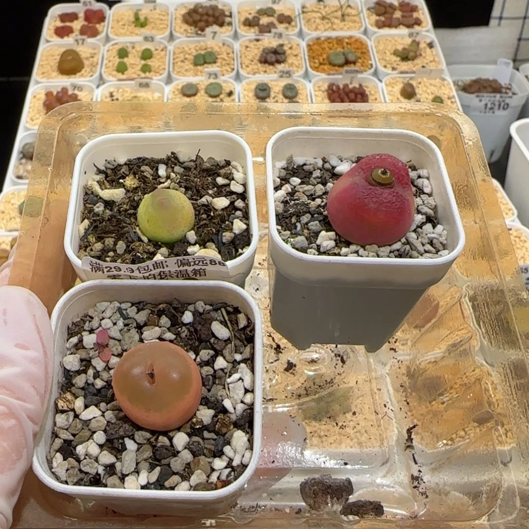 嘟*熊肉锥多肉植物百科31-1374