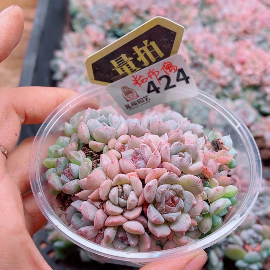 多肉植物多肉植物
