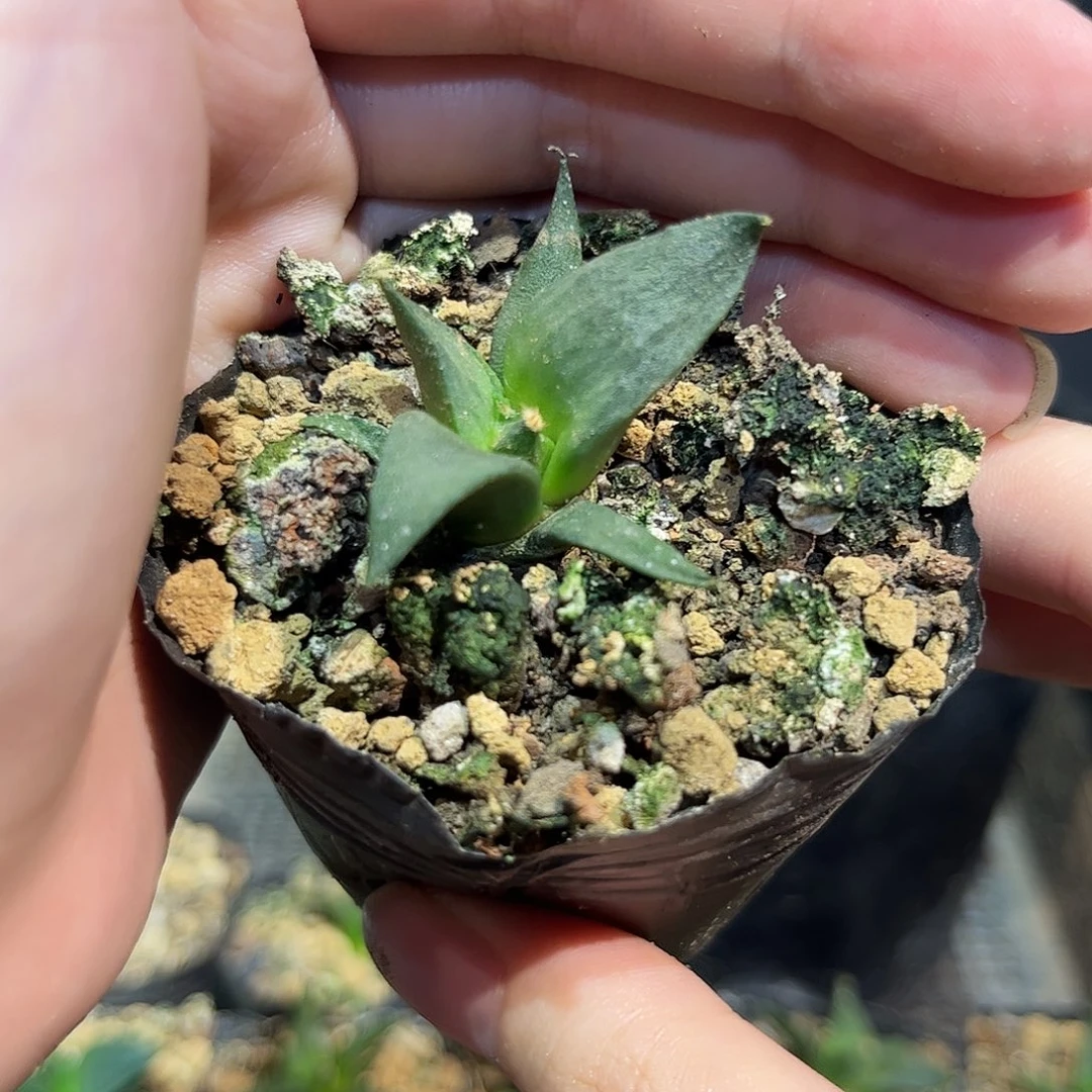 4cm实生细尤龙牙牡丹萝卜根