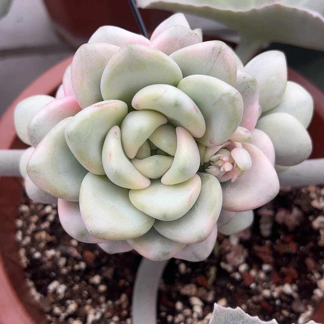 花瓣鹿锦嫁接多肉植物