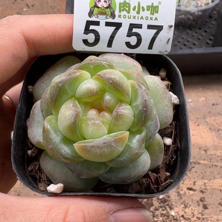 文*多肉植物多肉植物