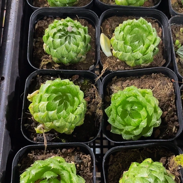 硬水晶大玉露带盆土发