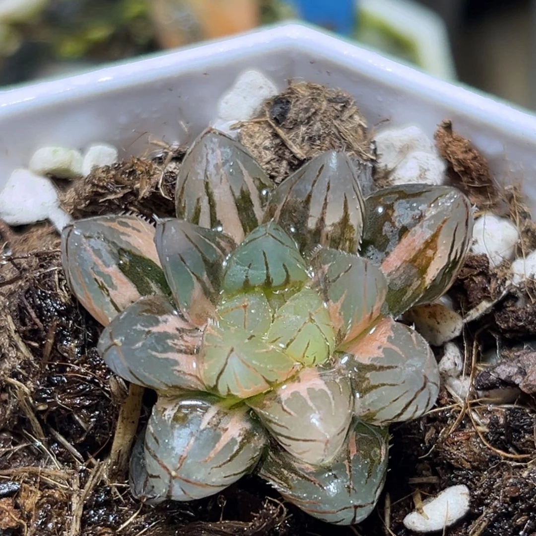 恭喜发财大吉大利0218