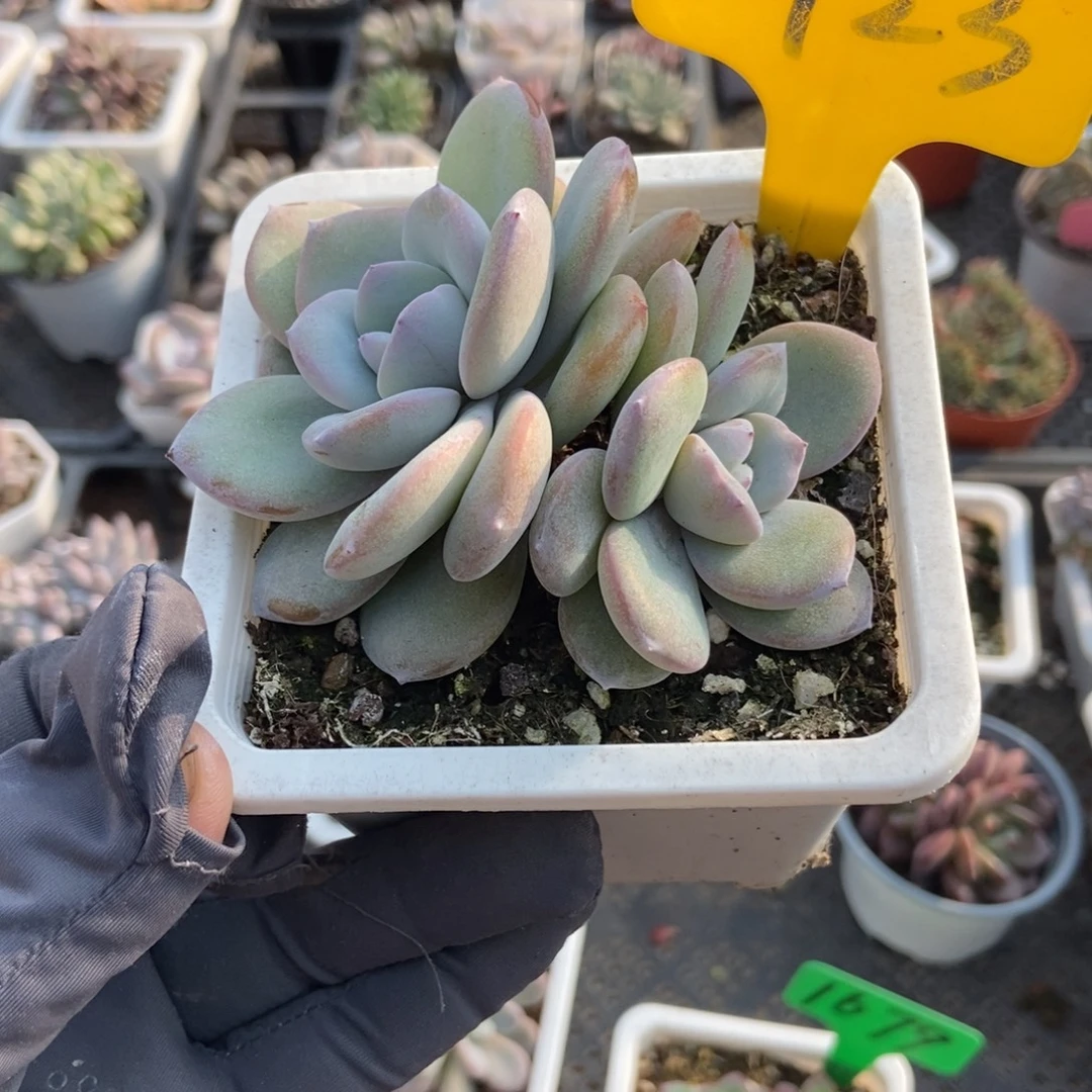 923奶茶多肉植物duorou