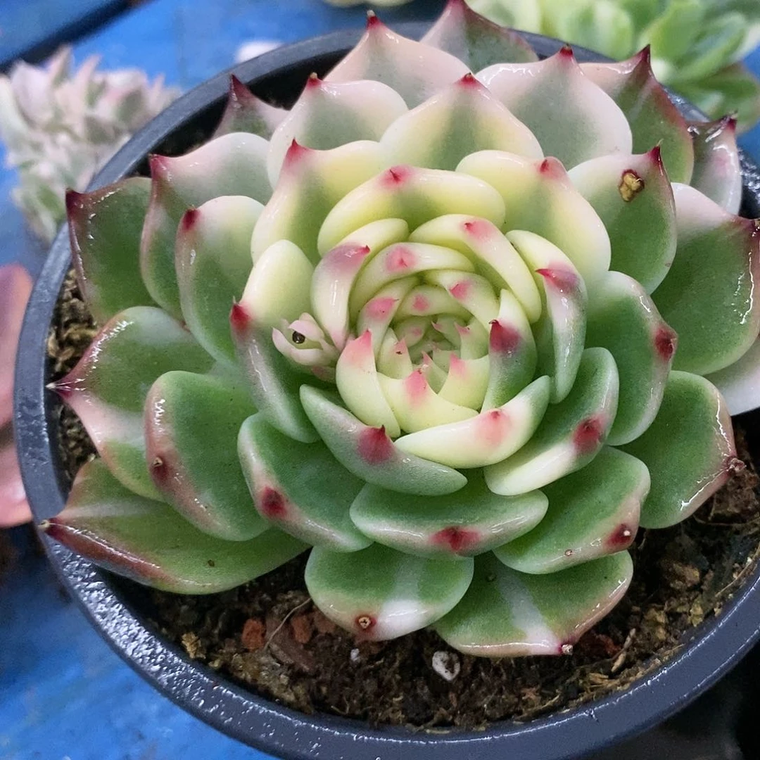 663娃娃锦多肉植物哇啦塞