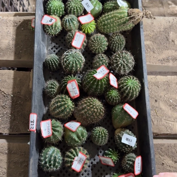 350无根侧牙很小2个品，20包邮
