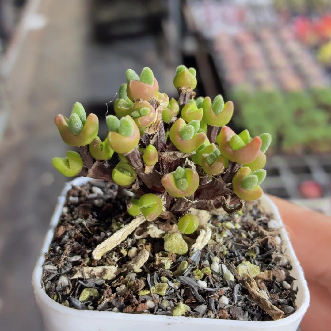 枝干兔子多肉9.9包邮发货