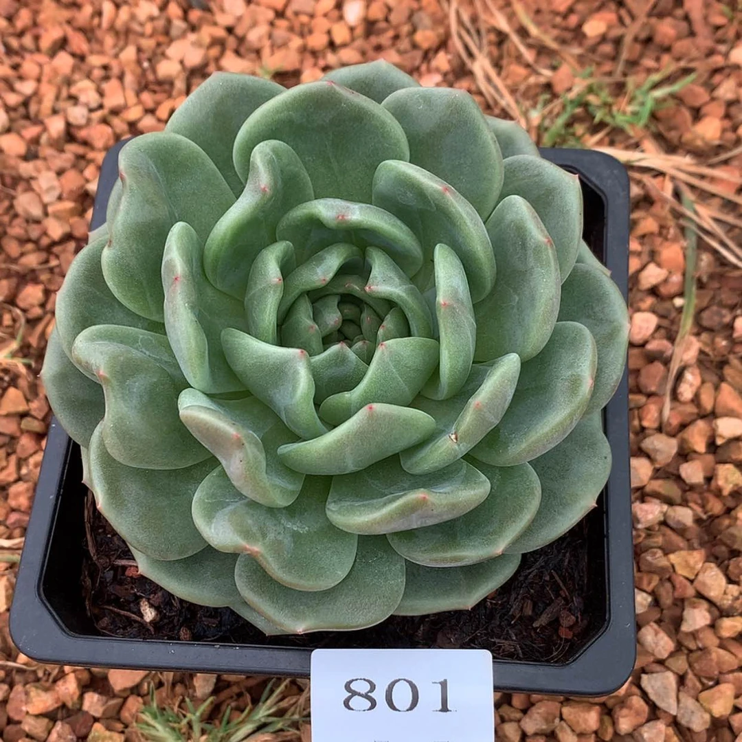 【闪购商品】女*云801号莎龙12厘米