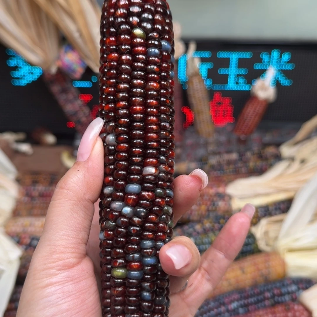 柏香籽/百香籽吊坠龙*