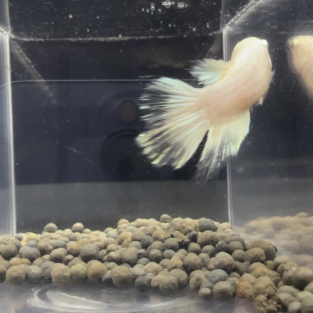 母鱼1111s****l11111