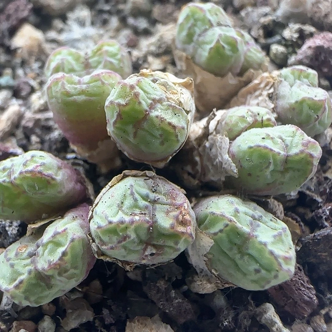 开播福利来啦43990