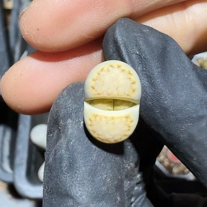 生石花11111。   126