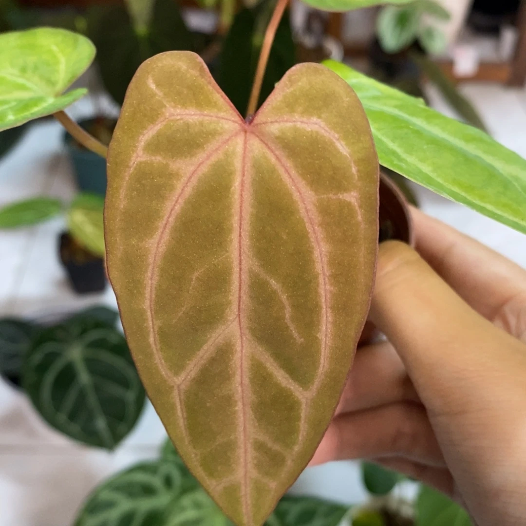 不开花植物红脉papi杂红水晶