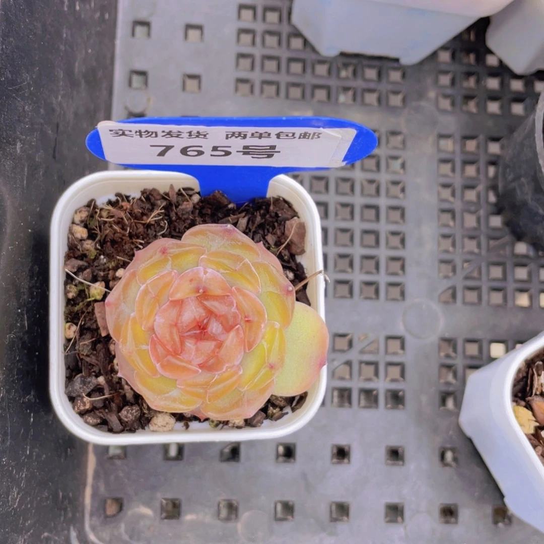 765号红色恋人单头一个