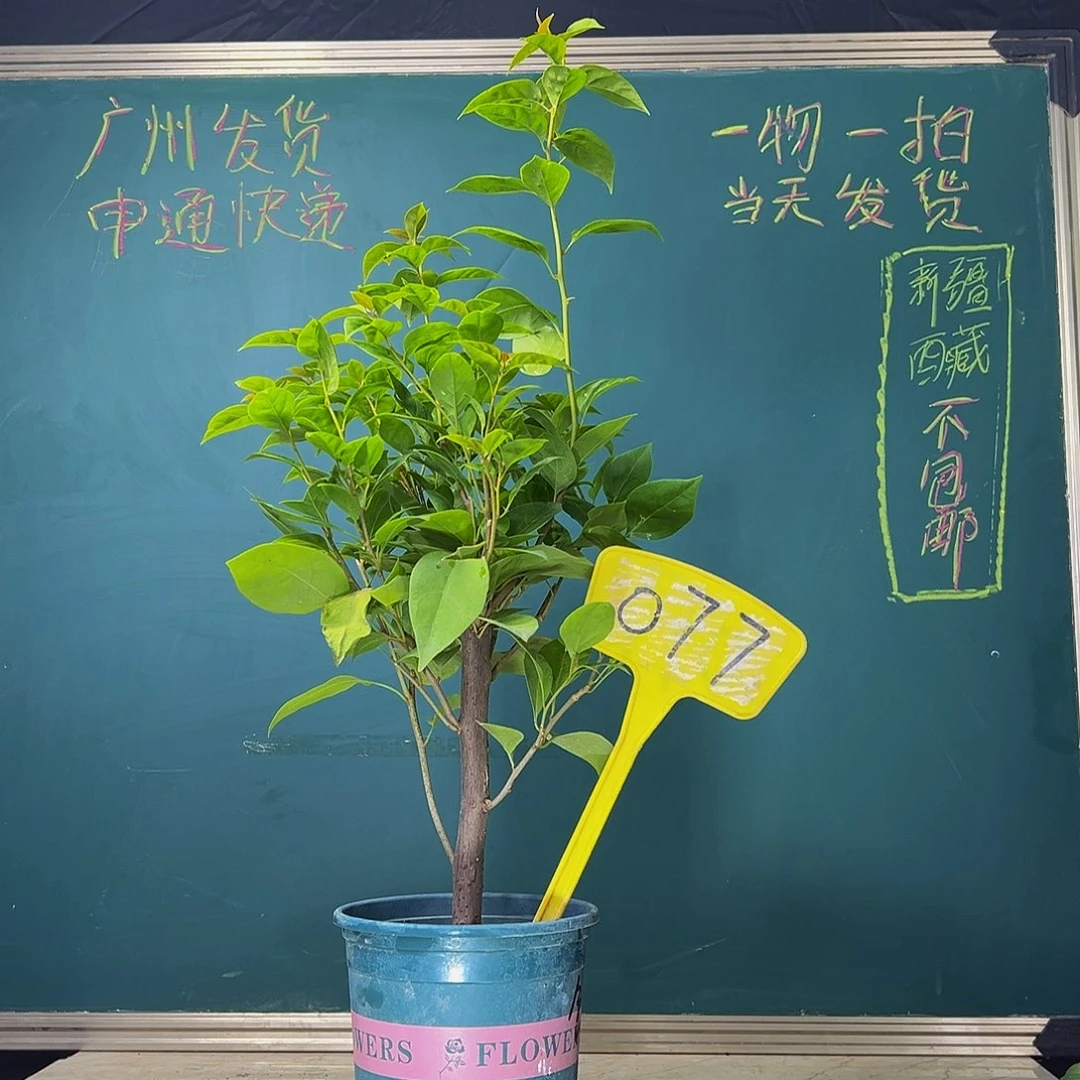 当前无花栽培后可以开花   粗杆  金发女郎  077
