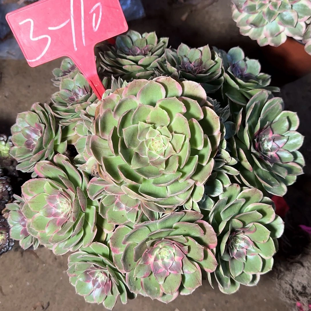 3-110粉花妖多肉法师铭文