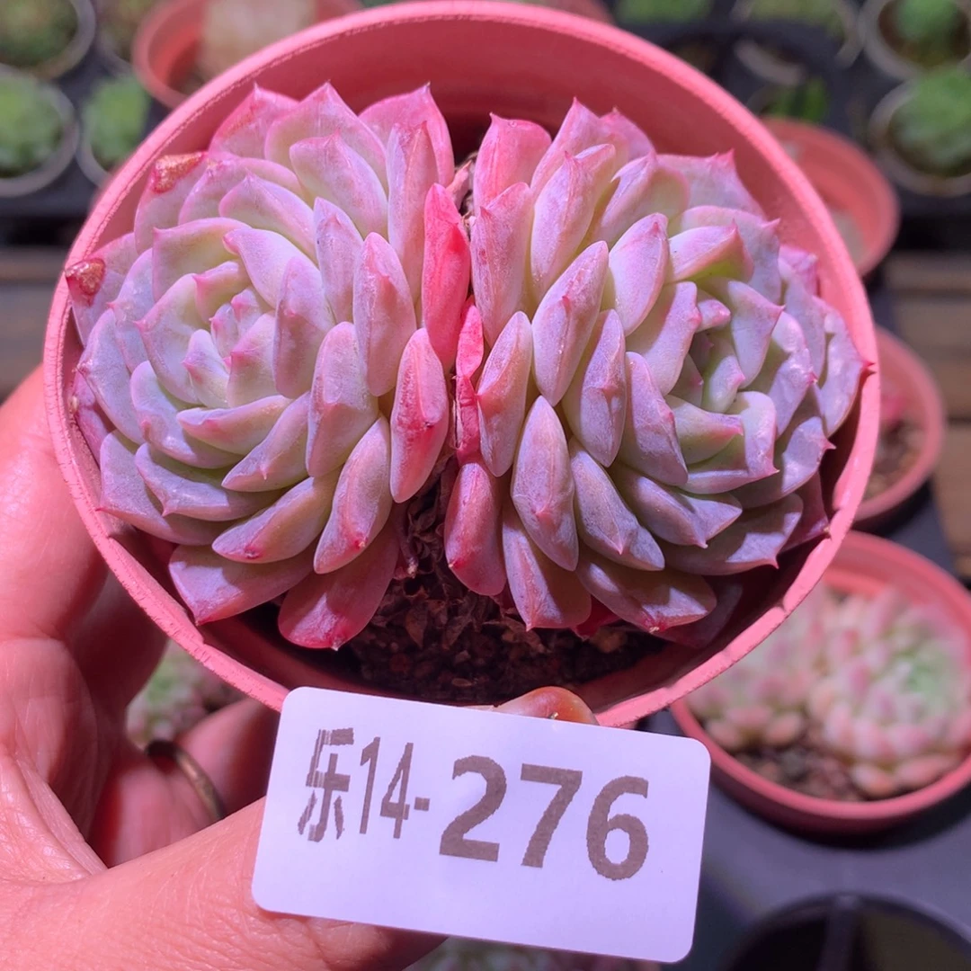 乐然14-276 纯爱双头