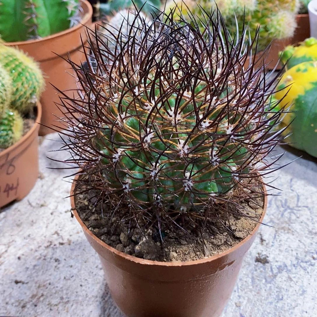 无花朵逆宝1111111111111111个