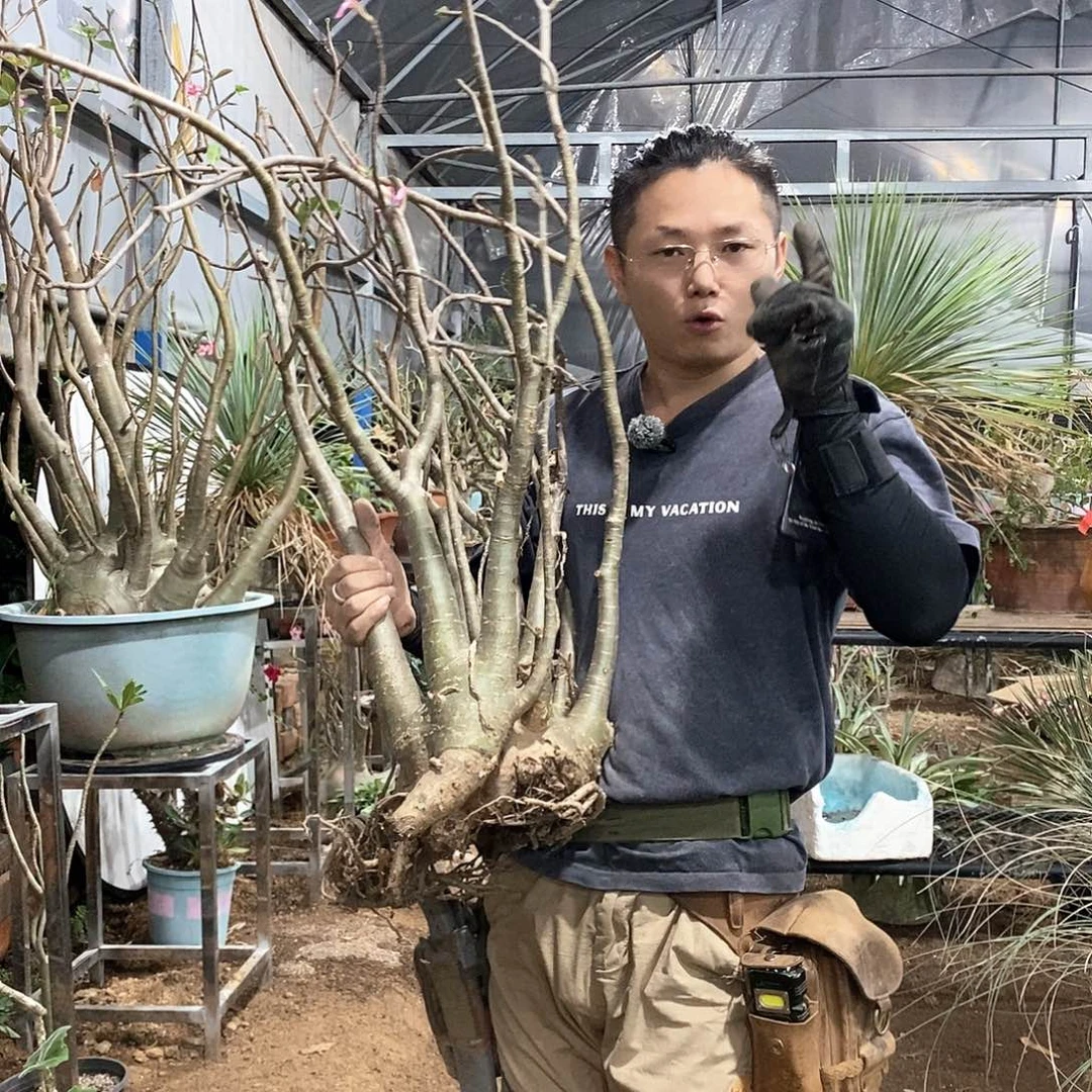 12号沙漠玫瑰生死自负有瑕