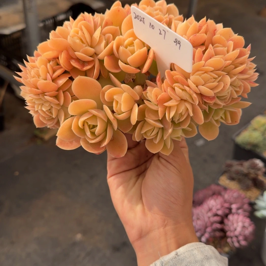 一物一拍星娜塔树缀99