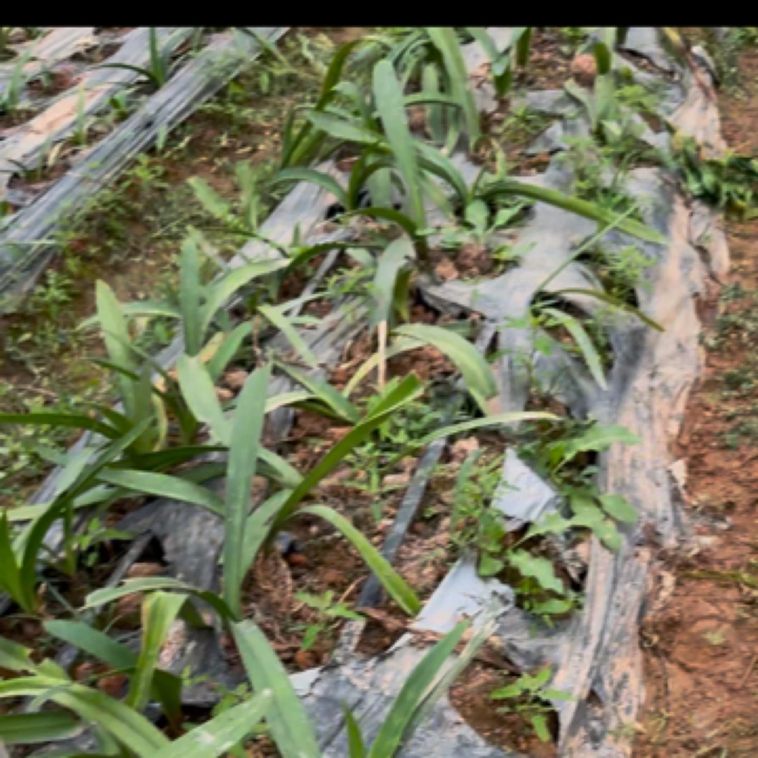 大棚普货荷兰朱啥的清货链接（混不包品种 没有土朱）朱顶红球根