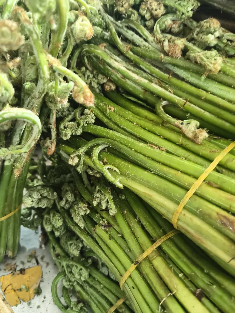 长白山松树镇野生蕨菜!可以炒吃!