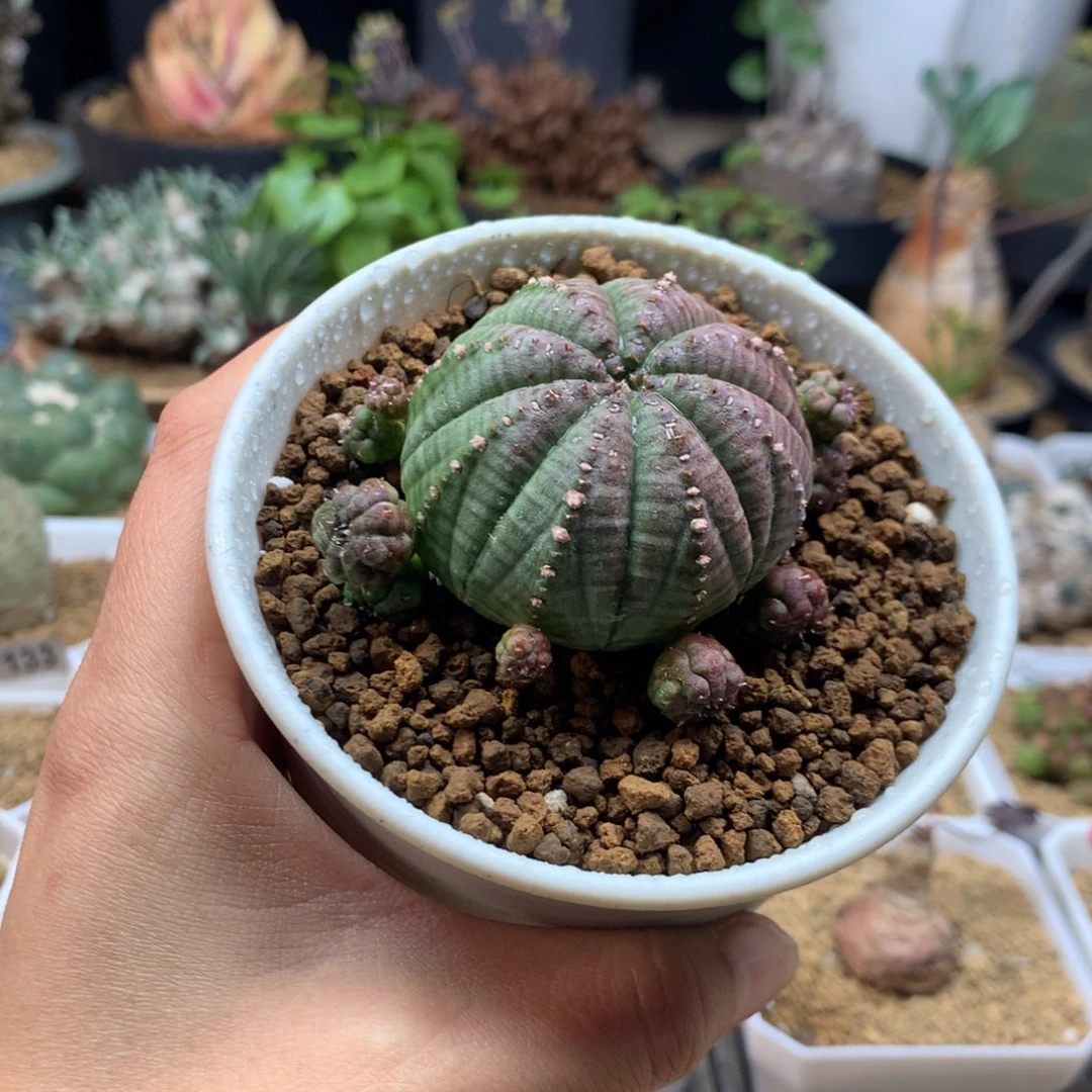 胭脂布纹球自根带盆