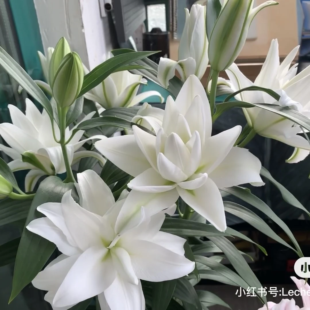 进口百合花种球《美丽天使周长14/16cm》1颗进口重瓣有香味多年生