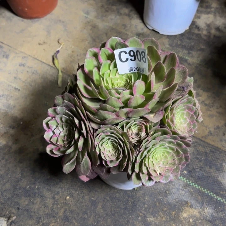 瑞妈多肉植物908